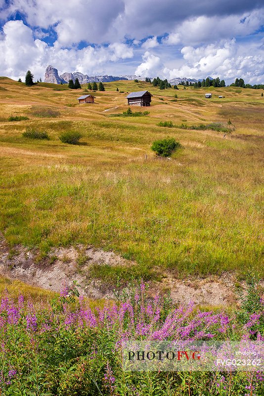 Flowery meadow in Pralongi, in the background Sassongher mountain, Badia Valley, Dolomites, South Tyrol, Italy 
