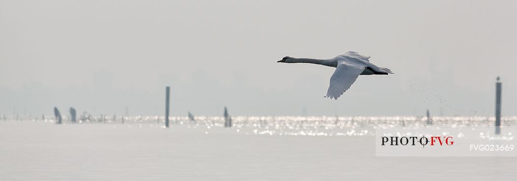 Flying swan on of the Marano's lagoon, Marano Lagunare, Italy