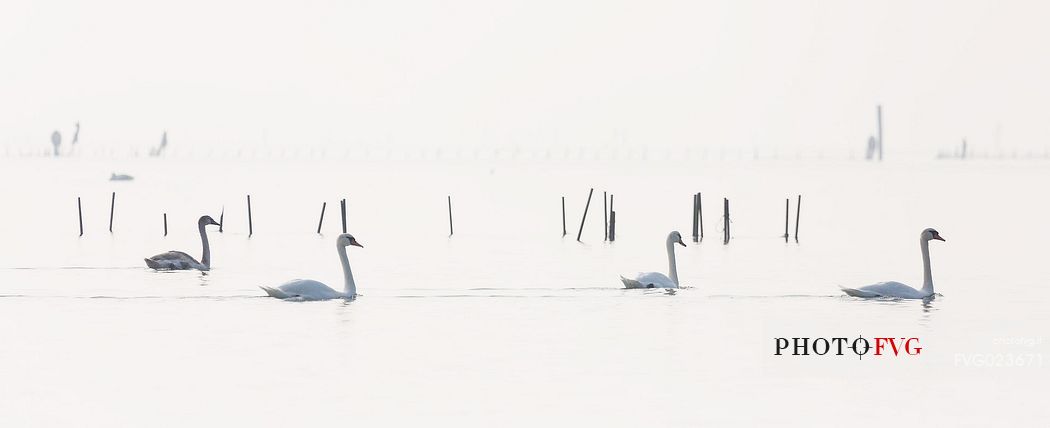 Swans on the Marano's lagoon, Marano Lagunare, Italy