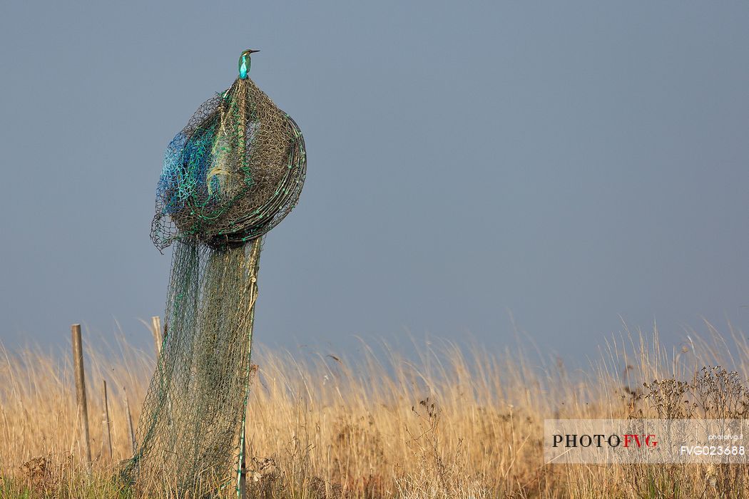kingfisher over fishing net, Marano Lagunare, Italy