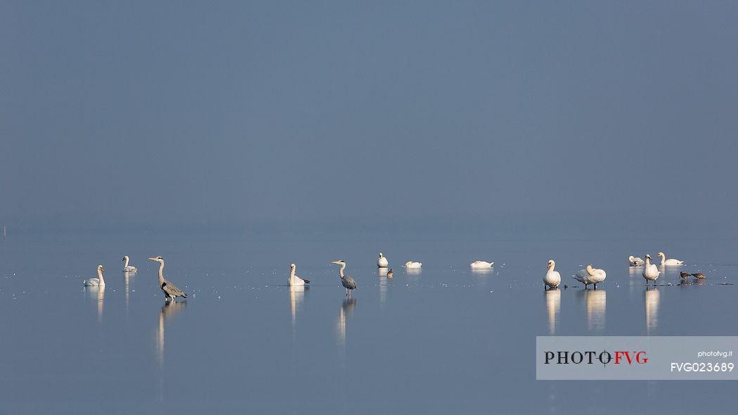 Sea birds on the Marano's lagoon, Marano Lagunare, Italy