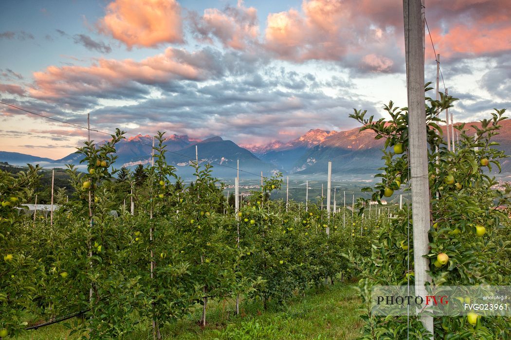 Apple orchard, Val di Non towards Brenta dolomites, Trentino, Italy