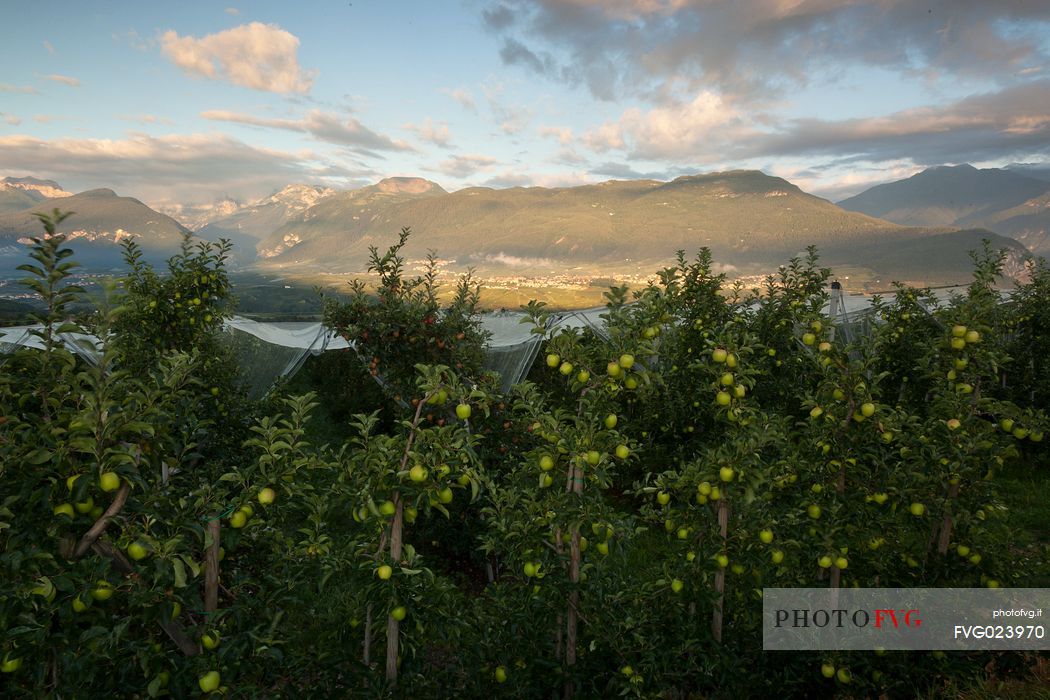 Apple orchard, Val di Non towards Brenta dolomites, Trentino, Italy