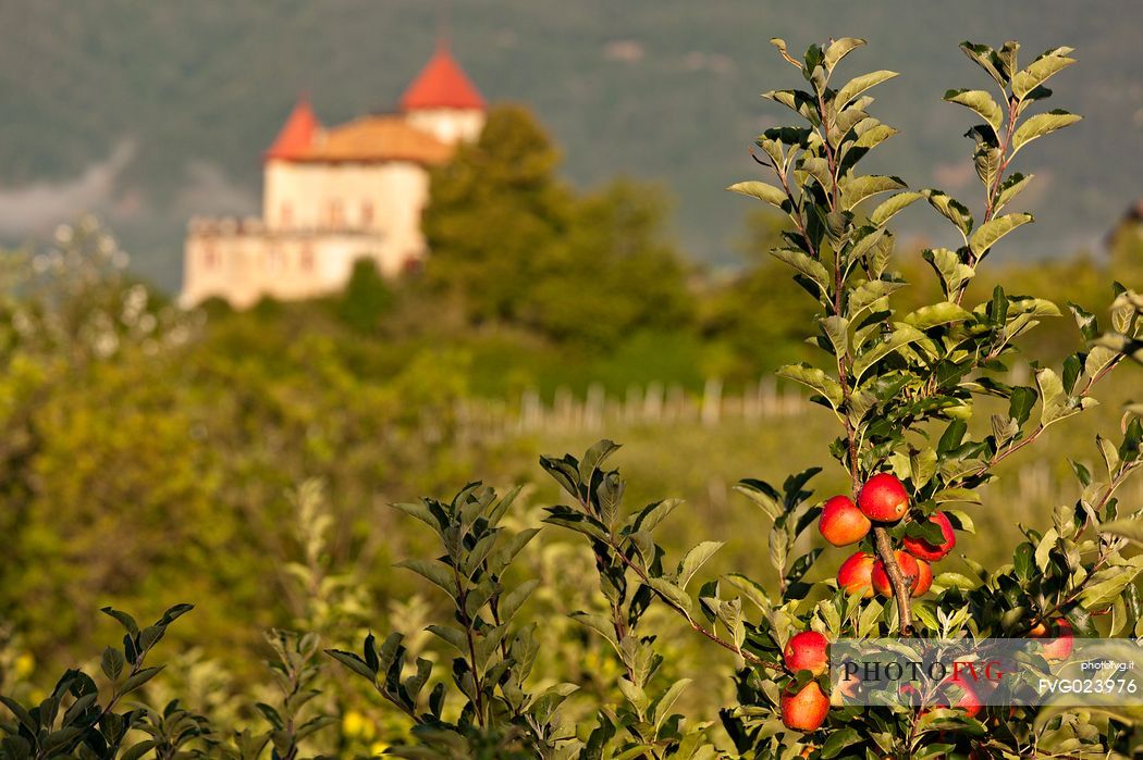 The castle of Casez and the apple trees in Val di Non, Trentino, Italy