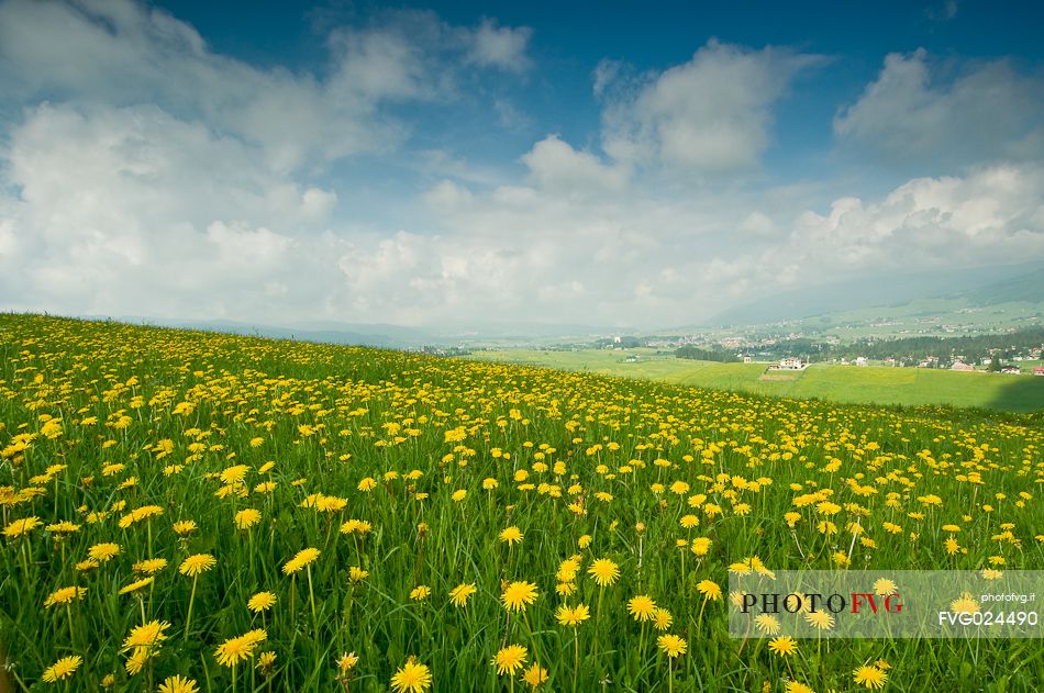 Dandelion bloom on the plateau of Asiago, Italy