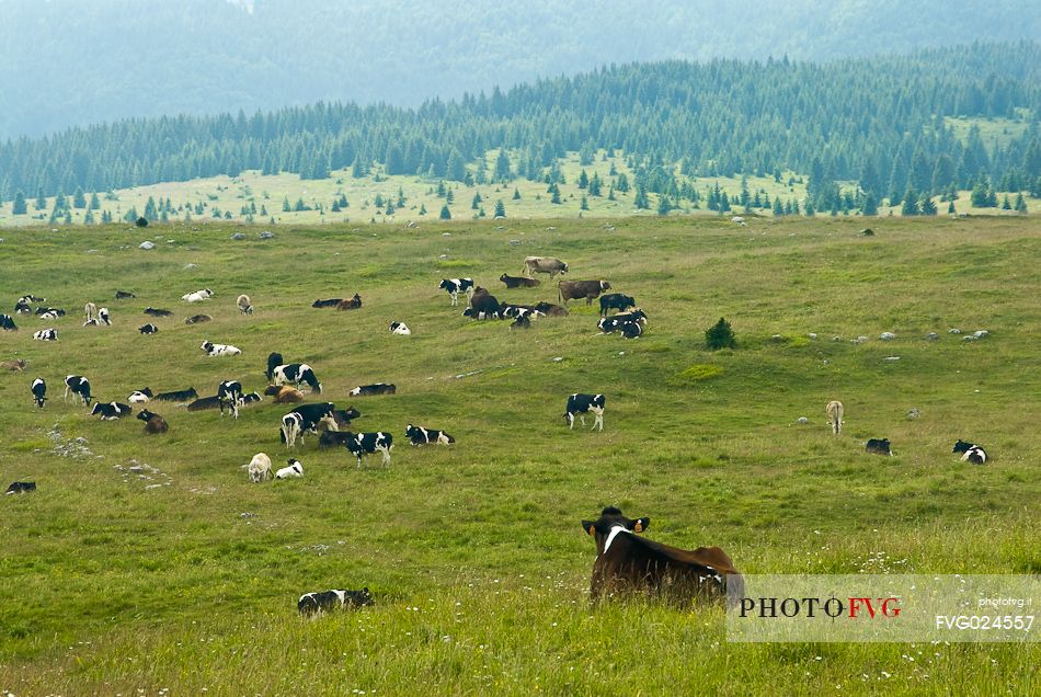 grazing cows, Asiago, Italy