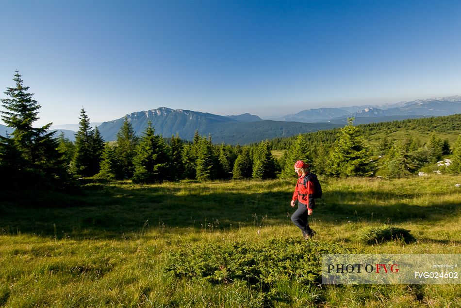 Hiker walking to Manderiolo mount, Asiago, Veneto, Italy, Europe