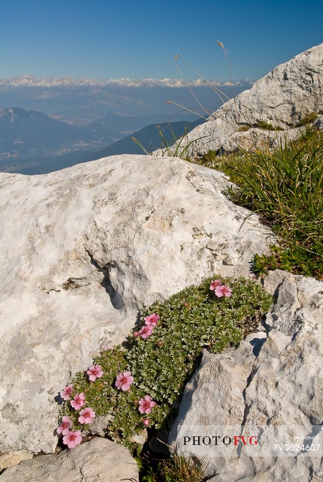 Flowers of potenilla nitida on the top of mount Manderiolo, Asiago, Italy