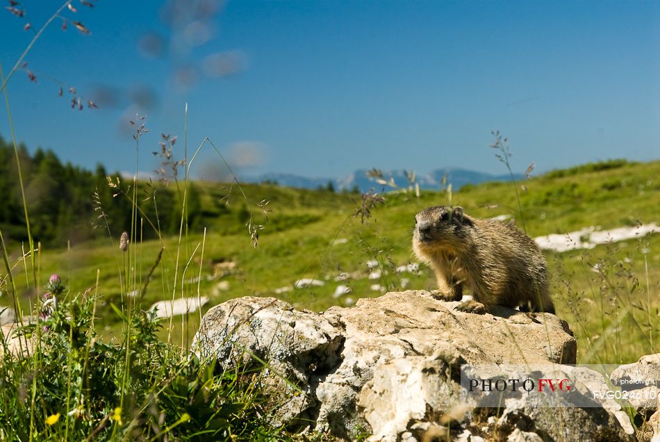 Marmott in the meadows of Campo Manderiolo, Asiago, Italy