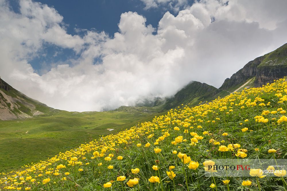 flowering buttercup in Busa delle Vette, Dolomiti Bellunesi National Park, Italy