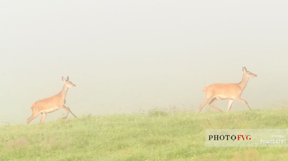 Females of deer run in the mist