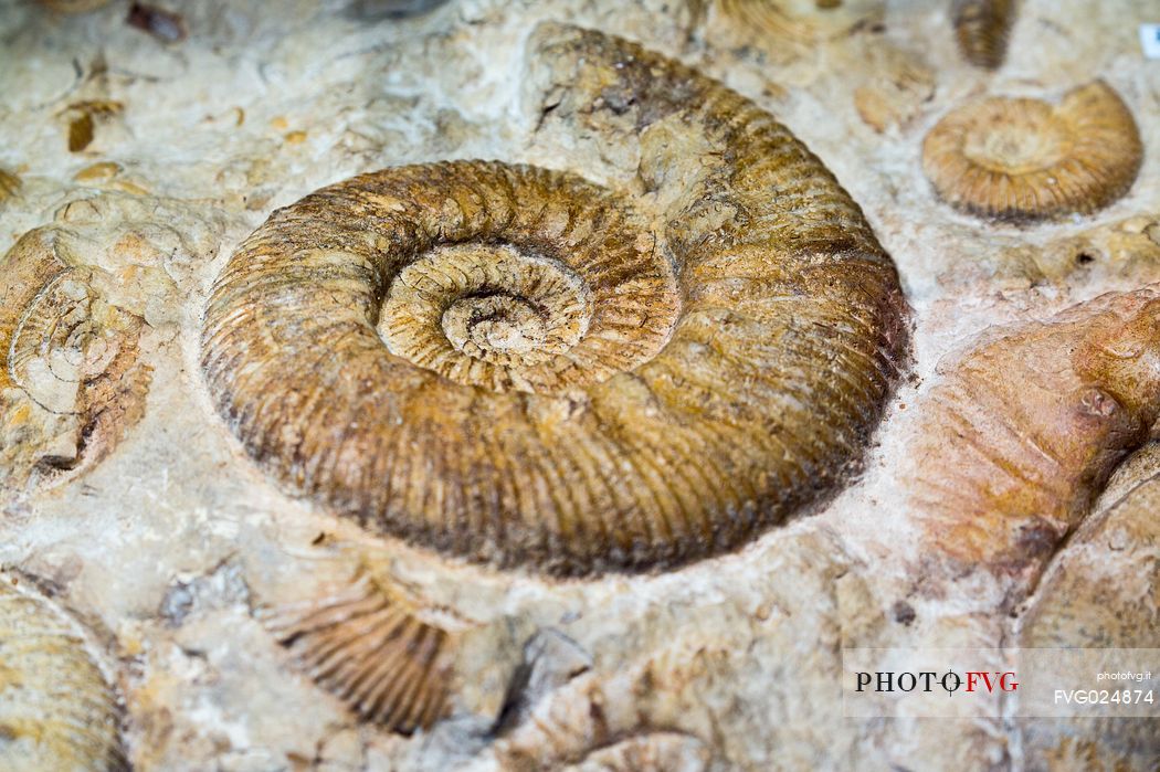 Ammonite fossil to Attilio Benetti museum, Lessinia, Italy