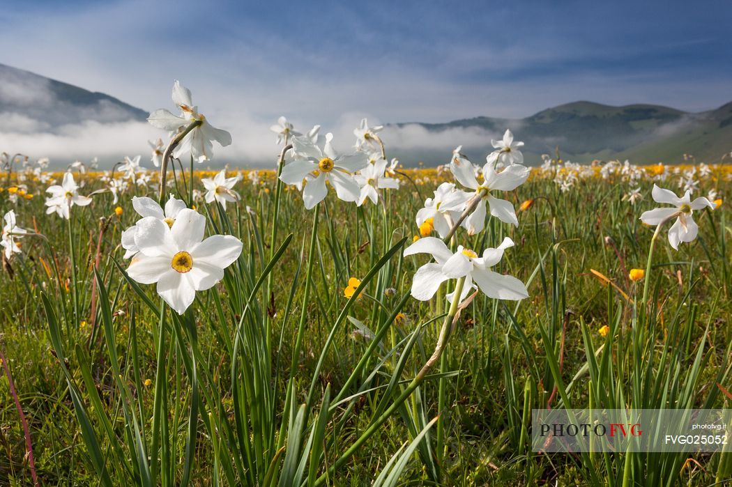 Wild narcissus (Narcissus poeticus L.) flowering in spring, Sibillini National Park, Italy