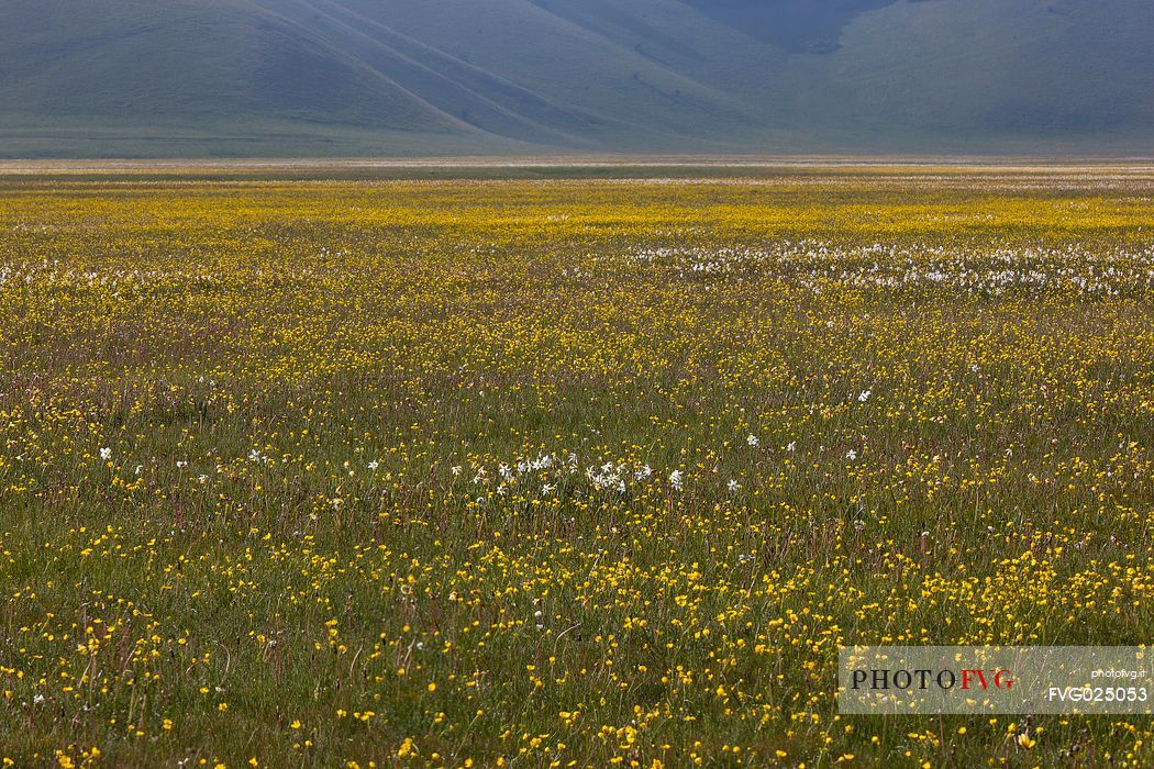 flowery meadow in Castelluccio di Norcia, Italy