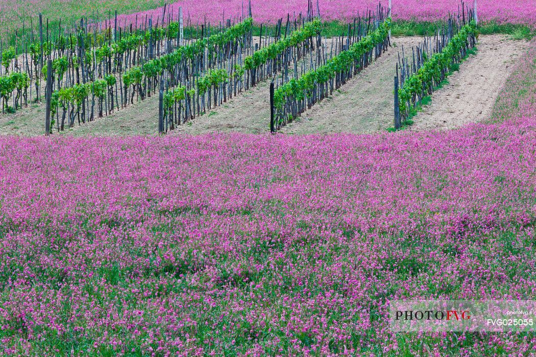Spring flowering around a vineyard, Norcia, Sibillini National Park, Italy