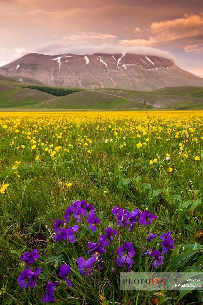 Spring blooming in Piano Perduto Plateau, in foreground the wild pansy and in background Vettore mount immersed in last light of sunset,Castellucio di Norcia, Italy