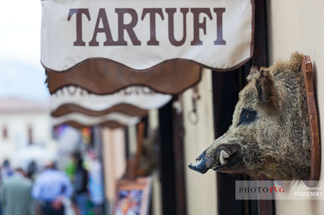 Shop selling truffles, in foreground trophy of a wild boar, Norcia, Italy