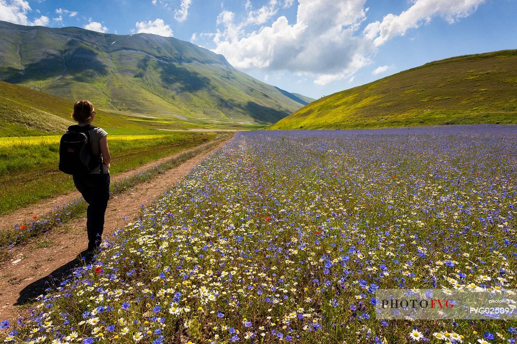 Young woman hiking on the trails in the Pian Grande of Castelluccio di Norcia, in the background Vettore mountain and its fault, Sibillini National Park, Italy