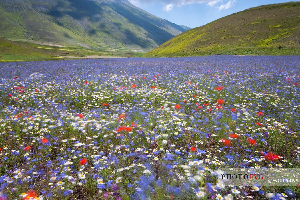 Blue flowering of  cornflowers and poppies in Pian Perduto of Castellucci di Norcia, Sibillini National Park, Italy
