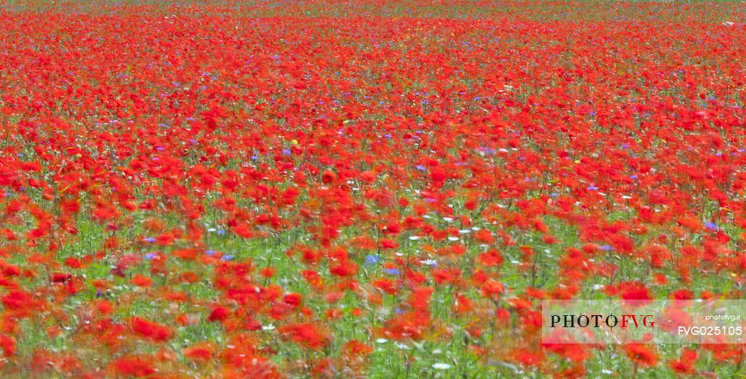 Flowering poppies in fields planted with lentils of Pian Grande of Castelluccio di Norcia, Italy