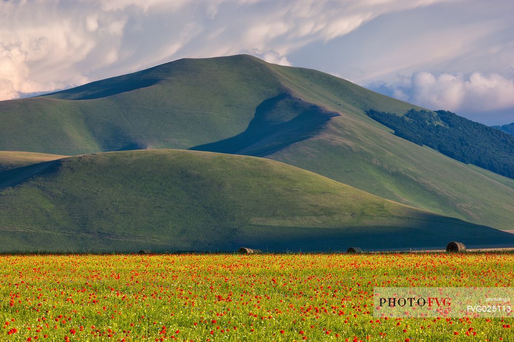 Cultivated fields and flowering at sunset in Pian Grande of Castelluccio di Norcia, Sibillini National Park, Italy