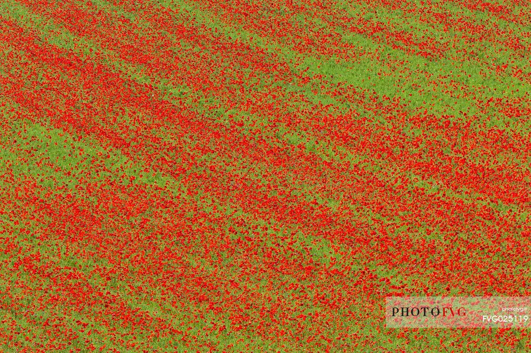 Flowering poppies in fields planted with lentils of Pian Grande of Castelluccio di Norcia, Italy