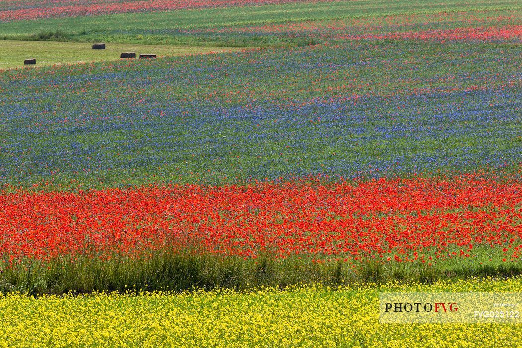 Poppies and cornflowers flowering in Pian Grande of Castellucci di Norcia, Sibillini National Park, Italy