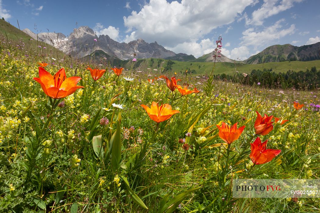Blossoming of orange lily in the meadows of Passo San Pellegrino, Dolomites, Italy
