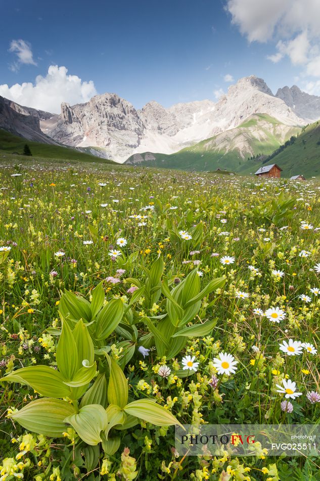 Flowering meadow at San Pellegrino pass, dolomites, Italy