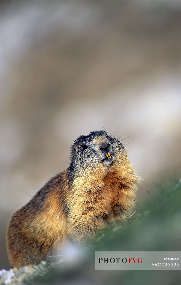 Alpine marmot portrait