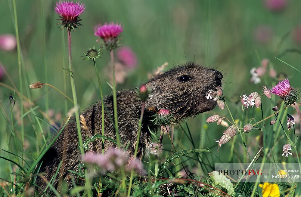 Young marmot in the flowering meadow