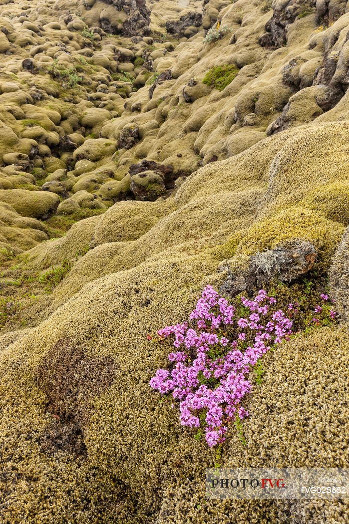 Flowering in a mossy lava field, a typical icelandic landscape, Iceland