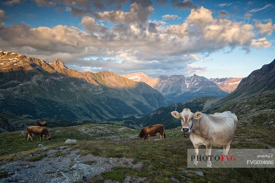 Grazing cows near Bernina Pass, in the background the Italian Alps and Swiss National Park, Pontresina, Engadin, Canton of Grisons, Switzerland
 
