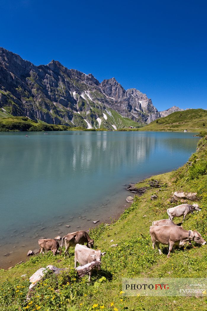 Grazing cows at Truebsee Lake near Titlis Glacier, Engelberg, Canton of Obwalden, Switzerland, Europe 
