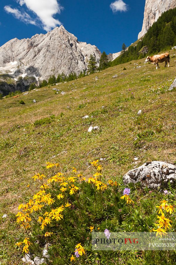Cow in the meadow of Ombretta valley, in the background the Ombretta mount and the south cliff of Marmolada, Alto Agordino, dolomites, Veneto, Italy, Europe
