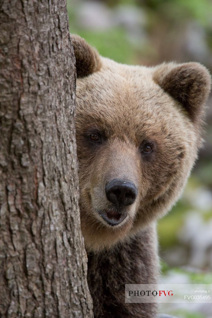 Young brown bear hides behind a tree in the slovenian forest, Slovenia, Europe