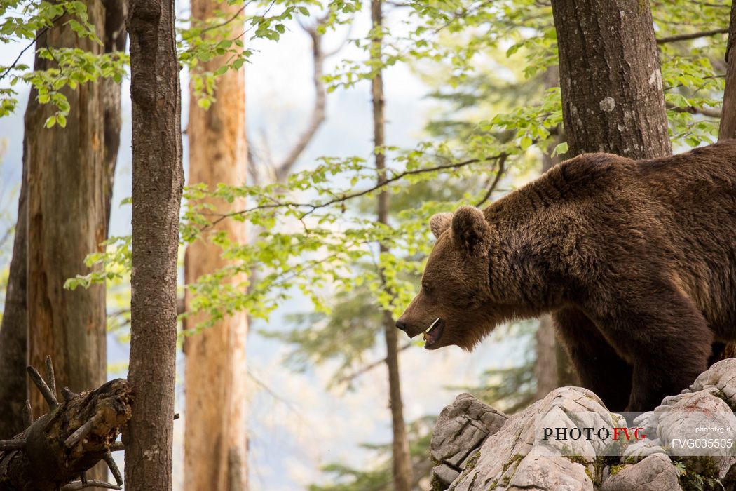 Portrait of brown bear in the slovenian forest, Slovenia, Europe