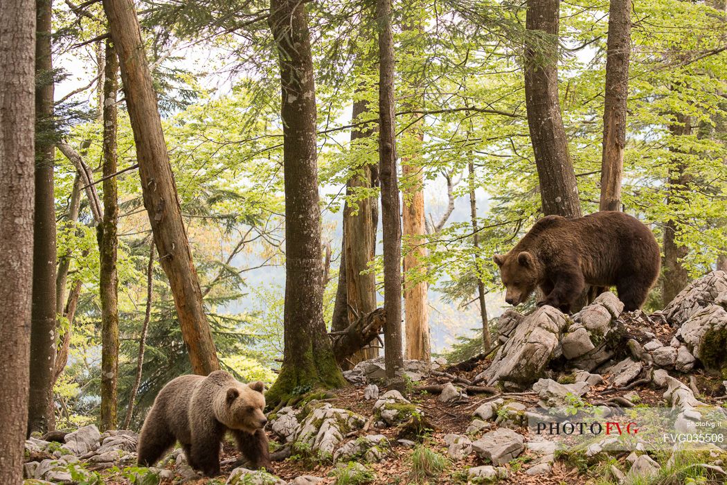 Brown bears, mother and cub in the slovenian forest, Slovenia, Europe