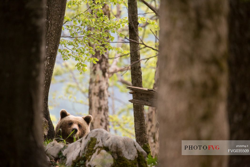 Young brown bear hides behind a rock in the slovenian forest, Slovenia, Europe