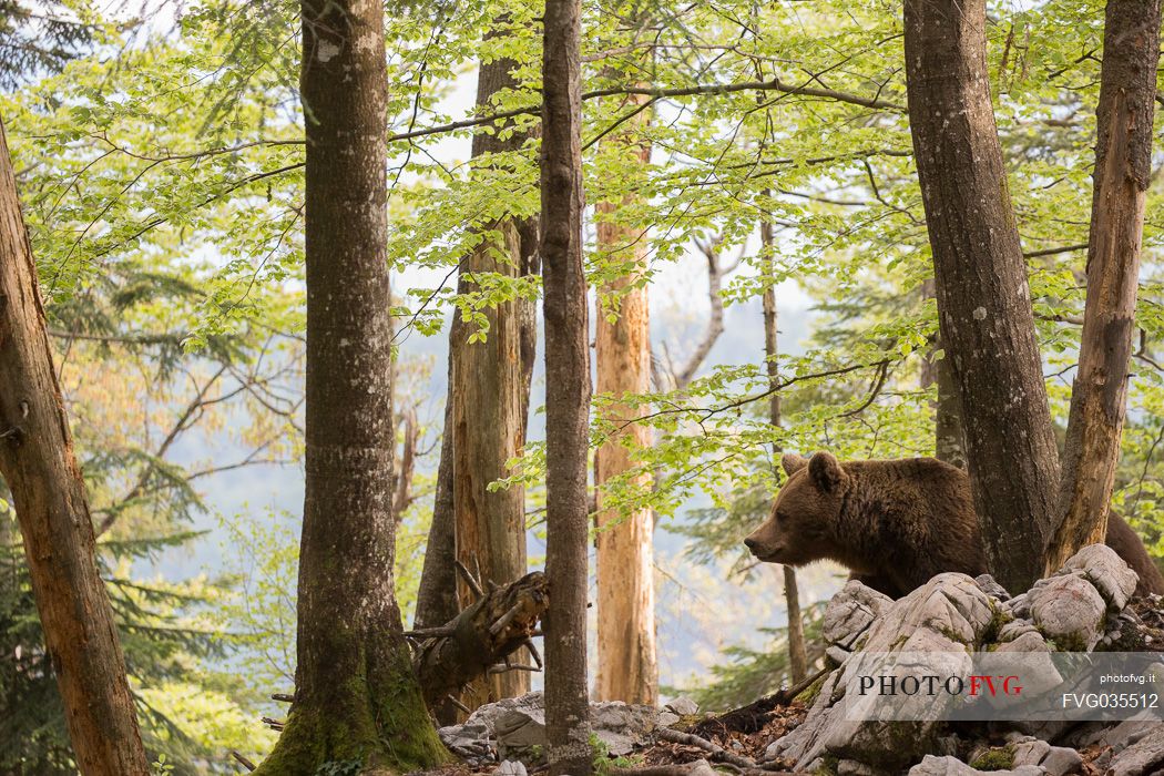Portrait of brown bear in the slovenian forest, Slovenia, Europe