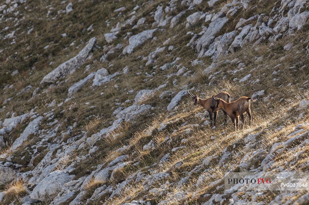 Apennine chamois in the slope of Focalone Mount, Murelle amphitheater, Majella national park, Abruzzo, Italy, Europe