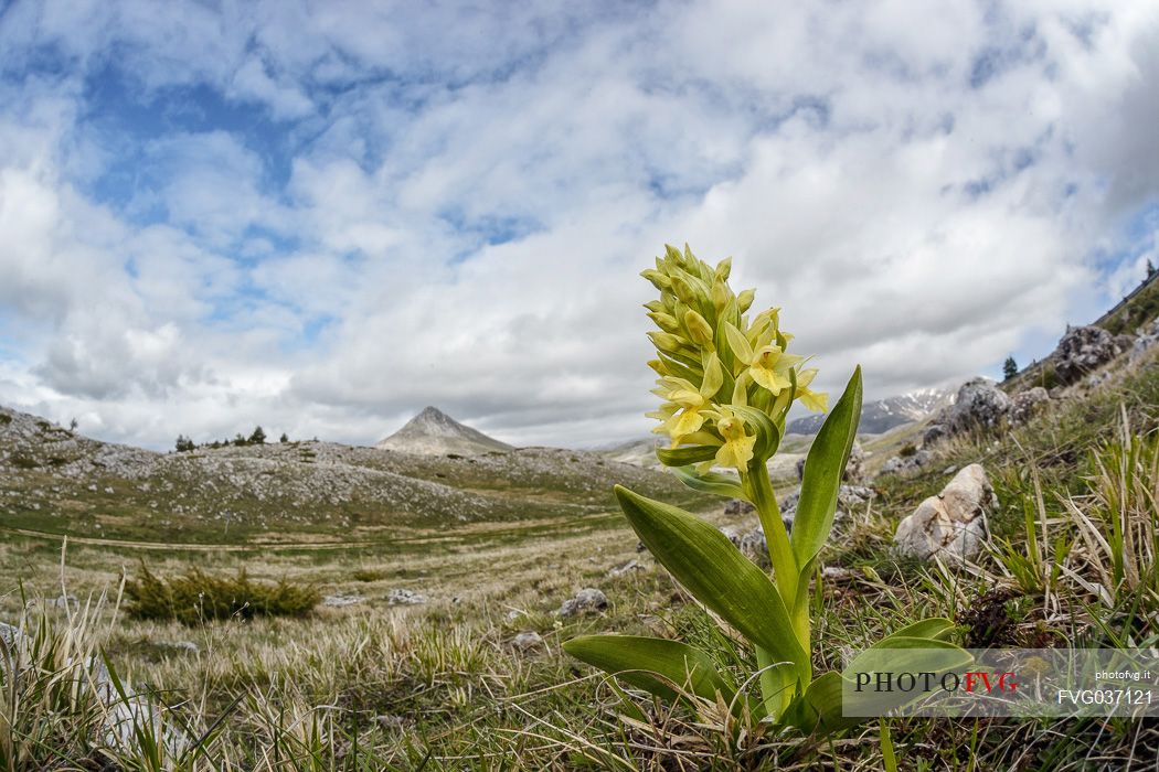 Elder flower orchid, Dactylorhiza sambucina,  Campo Imperatore, Gran Sasso national park, Appennines, Abruzzo, Italy, Europe