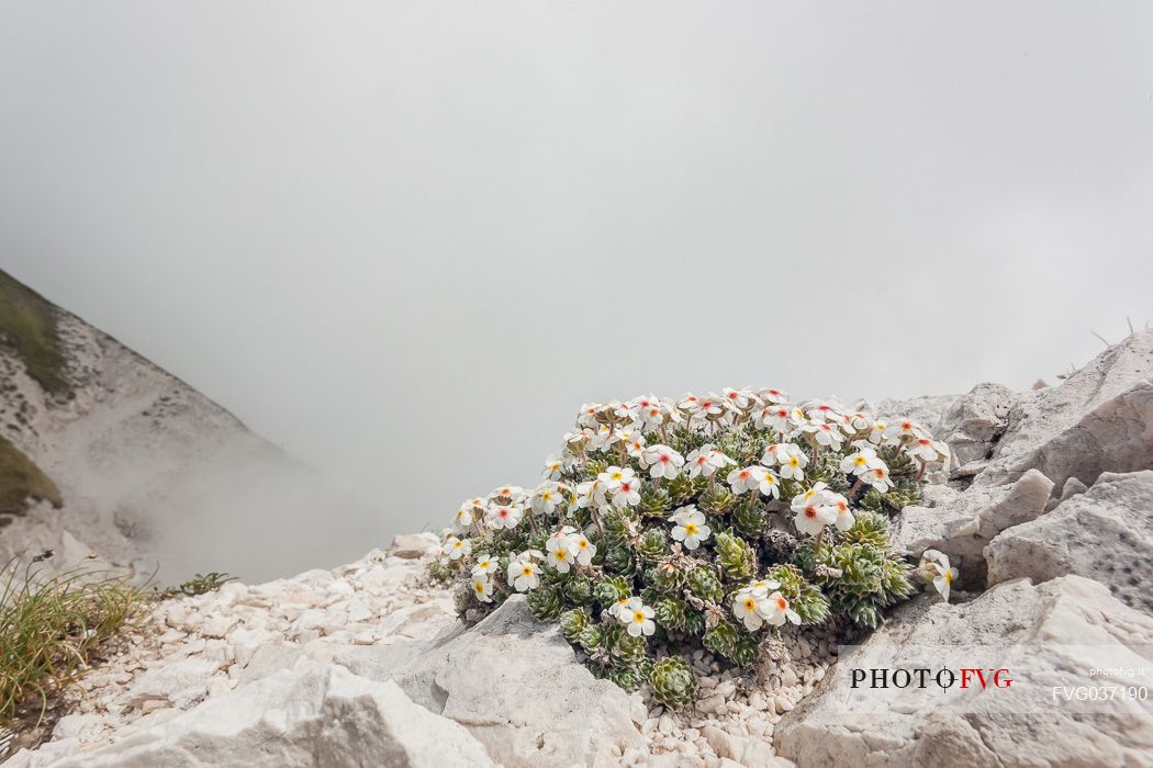 Rock Jasmine, Androsace villosa, in flowering, Campo Imperatore, Gran Sasso national park, Abruzzo, Italy, Europe