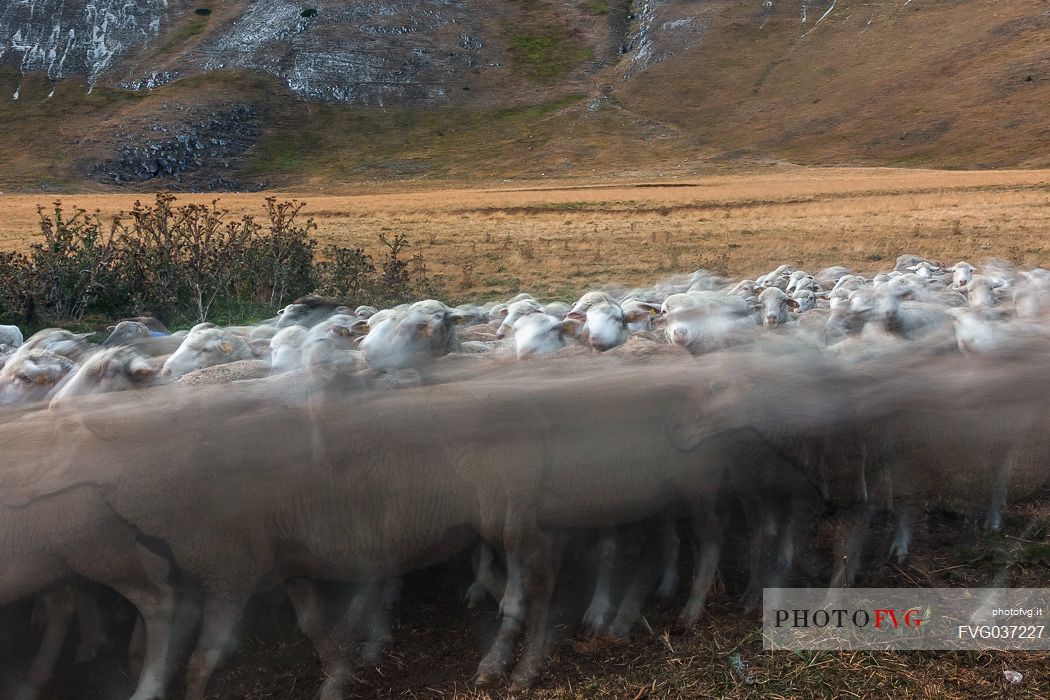 Flof of sheep in motion at Campo Imperatore, Gran Sasso national park, Abruzzo, Italy, Europe