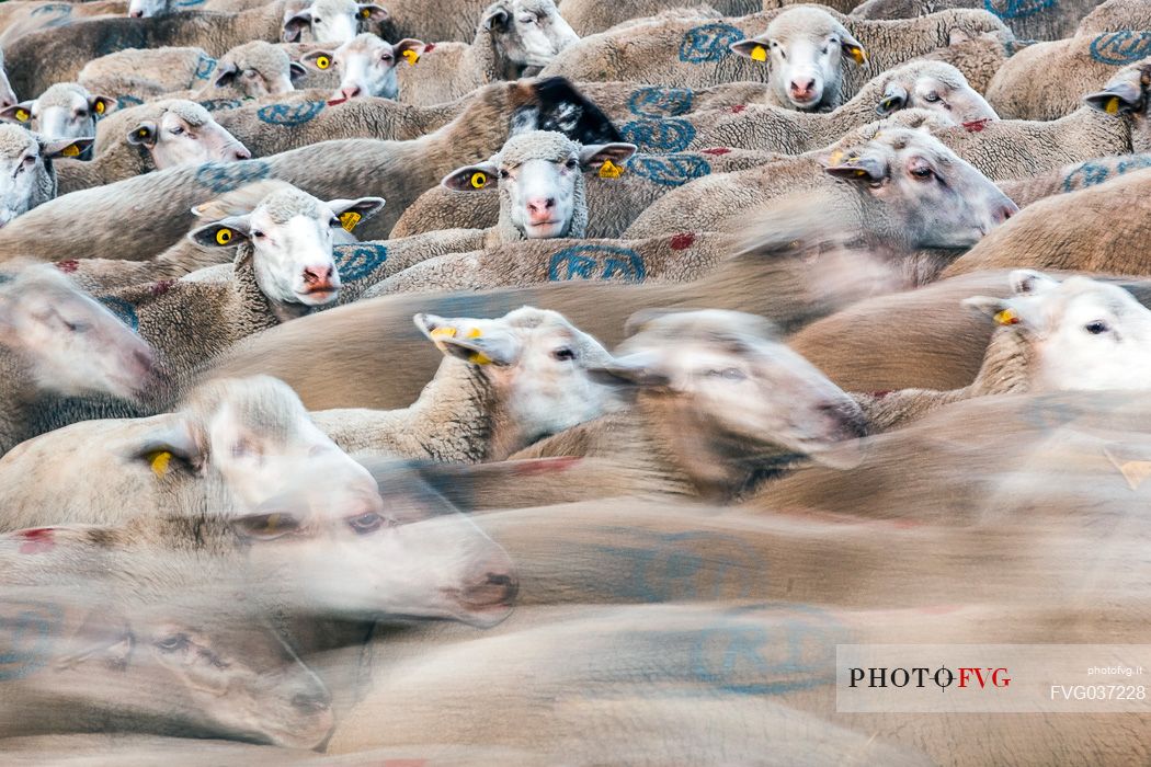 Flock of sheep in motion at Campo Imperatore, Gran Sasso national park, Abruzzo, Italy, Europe