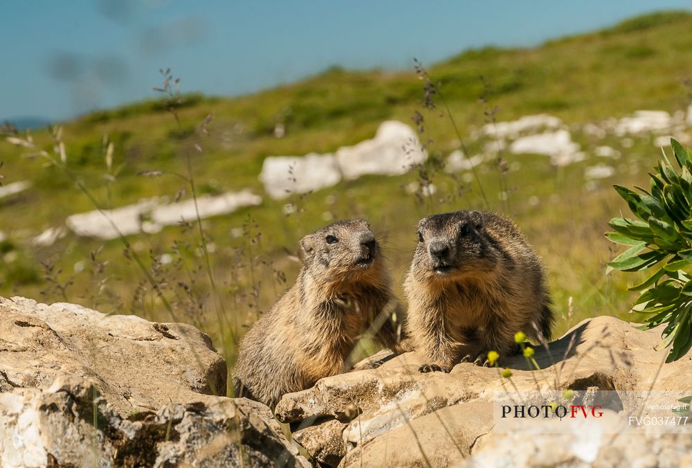 Marmots in the meadows of Campo Manderiolo, Asiago, Italy