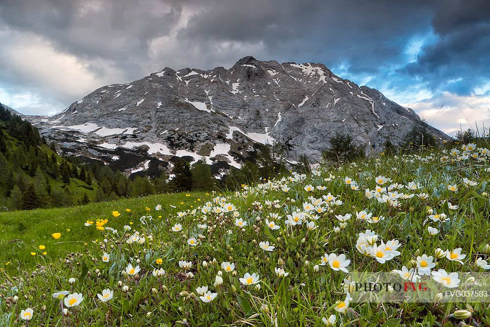 Alpine meadowin bloom near Bordaglia lake and in the background the Volaia peak, Forni Avoltri, Carnia, Friuli Venezia Giulia, Italy, Europe
