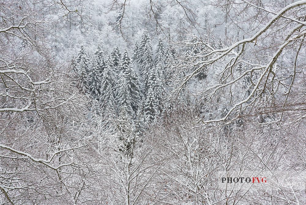 Snowy Cansiglio forest, Veneto, Italy, Europe