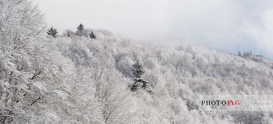 Snowy Cansiglio forest, Veneto, Italy, Europe