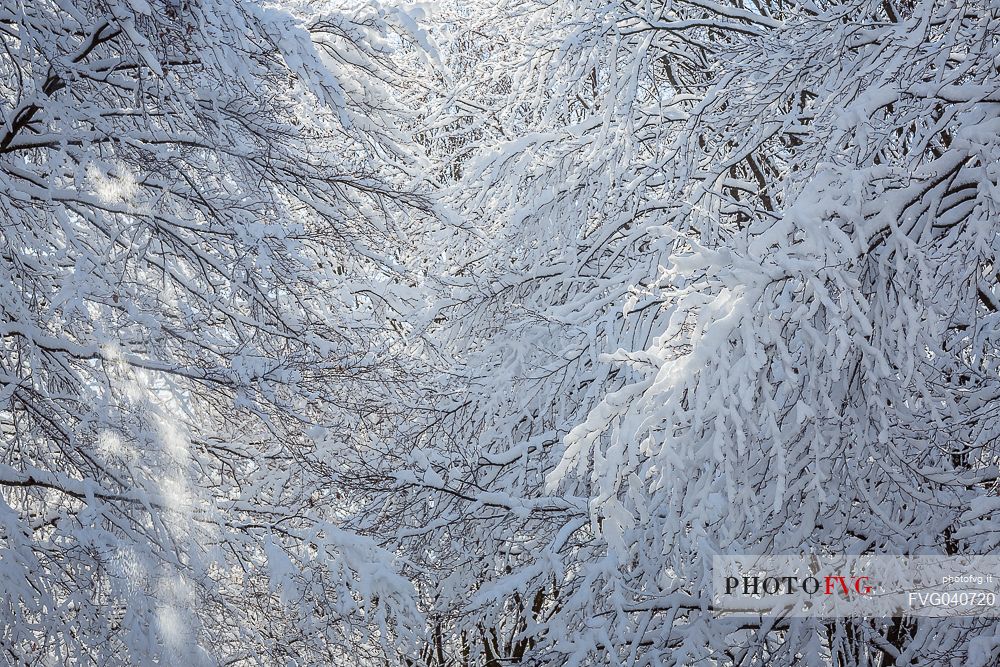 Snowy Cansiglio forest, Veneto, Italy, Europe